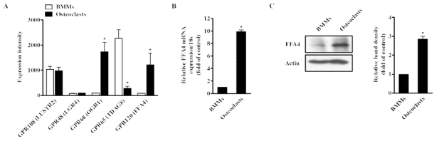 파골전구세포 및 분화된 파골세포에서의 GPR120의 발현 차이
