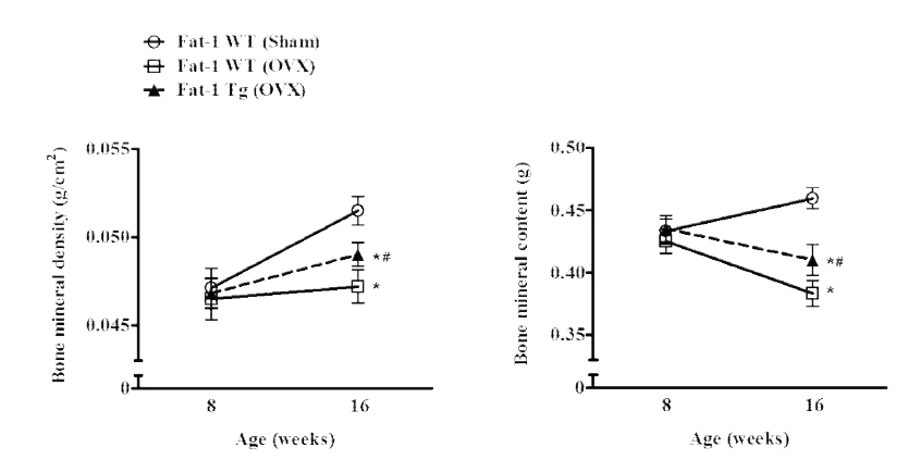 ω-3를 과다 생산하는 난소-절제 Fat-1 transgenic 마우스의 골밀도 (좌) 및 골염량 (우) 증가 효과