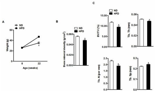 고지방식이에 의한 체중 변화 (A), 골밀도 변화 (B) 및 trabecular bone mass 변화 (C: micro-CT)