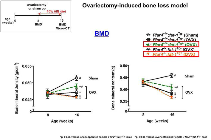 8주간 AIN-93M 식이를 진행한 female Ffar4-/-;fat-1Tg+ littermates (Ffar4+/+;fat-1Tg-, Ffar4+/+;fat-1Tg+, Ffar4-/-;fat-1Tg-, and Ffar4-/-;fat-1Tg+)에서의 골밀도 변화