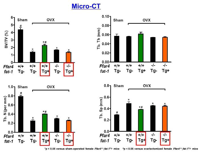 AIN-93M 식이를 진행한 16주령 female Ffar4-/-;fat-1Tg+ littermates 에서의 micro-CT 분석 결과