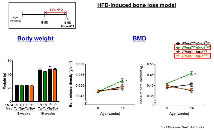 8주간 고지방식이를 진행한 male Ffar4-/-;fat-1Tg+ littermates (Ffar4+/+;fat-1Tg-, Ffar4+/+;fat-1Tg+, Ffar4-/-;fat-1Tg-, and Ffar4-/-;fat-1Tg+) 에서의 골밀도 변화