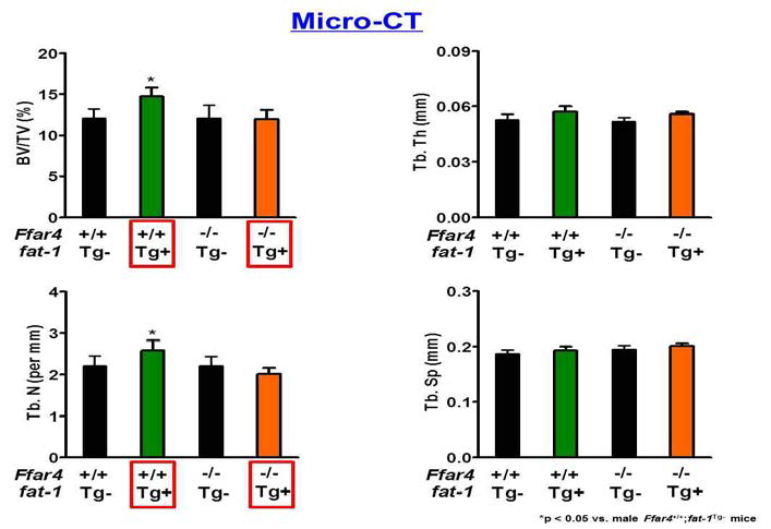 8주간 고지방식이를 진행한 male Ffar4-/-;fat-1Tg+ littermates 에서의 micro-CT 분석 결과
