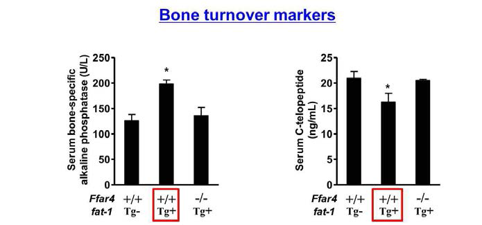 8주간 고지방식이를 진행한 male Ffar4-/-;fat-1Tg+ littermates 에서의 골대사 표지자 분석 결과