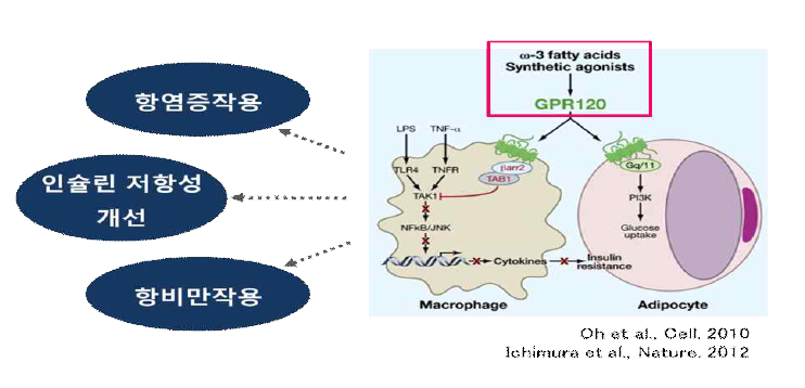 FFA4/GPR120의 인슐린 저항성을 개선하는 기전