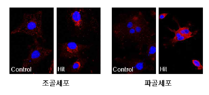 GPR120 활성 hit 물질을 처치한 이후의 조골세포 및 파골세포에서의 GPR120 translocation