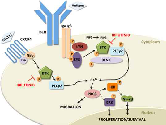 BCR 과 CXCR4 신호 기전에서 ibrutinib 의 기능