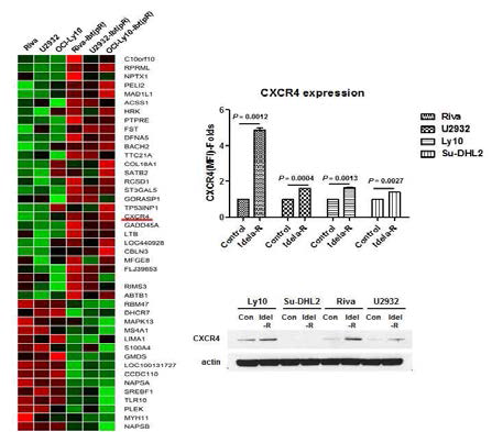 Idelalisib-R 세포주에서 CXCR4 발현 확인