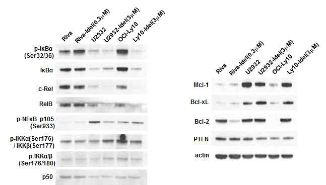 Acquired idelalisib resistant cells 에서의 NF-kB 기전과 anti-apoptotic 유전자 변화 관찰