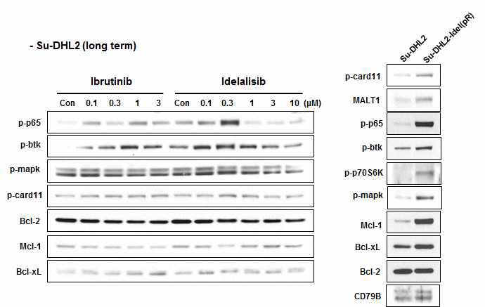 Su-DHL2 의 내성 세포주에서 관찰되는 신호전달 기전