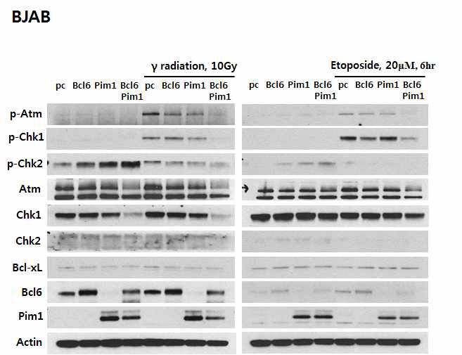 γradiation 과 Etoposide 처리에 따른 chk1, chk2 발현 변화