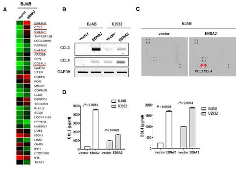EBNA2 에 의해 유도되어진 CCL3 와 CCL4