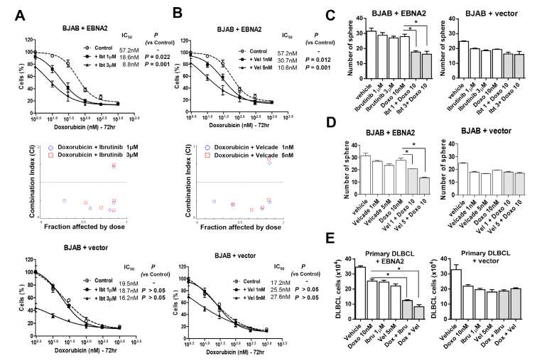 Ibrutinib 과 velcade 처리 시 doxorubicin 반응성 관찰