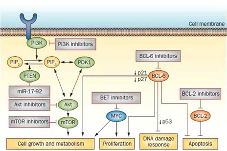 GCB DLBCL 에서의 주요 신호전달 기전