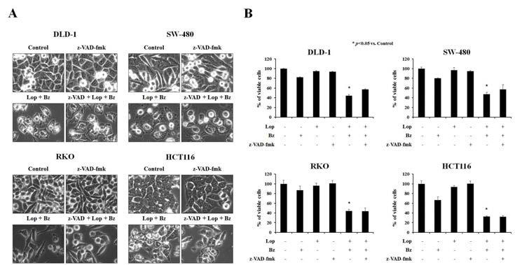 Loperamide와 bortezomib 병합처리에 의한 vacuolation과 non-apoptotic cell death 유도