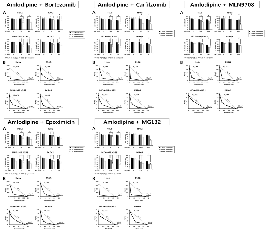 Amlodipine과 proteasome inhibitor 병합처리에 의한 세포사멸 유도