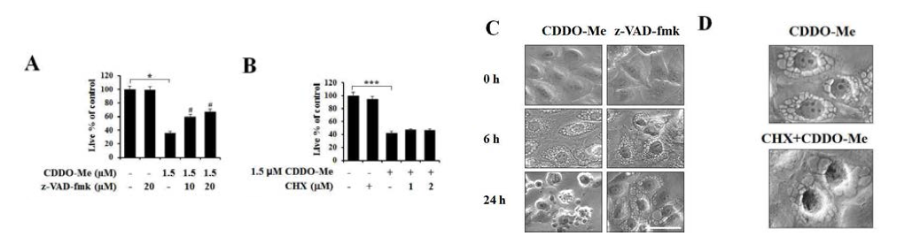 CDDO-ME에 의한 세포 사멸에 대한 z-VAD와 cycloheximide의 효과