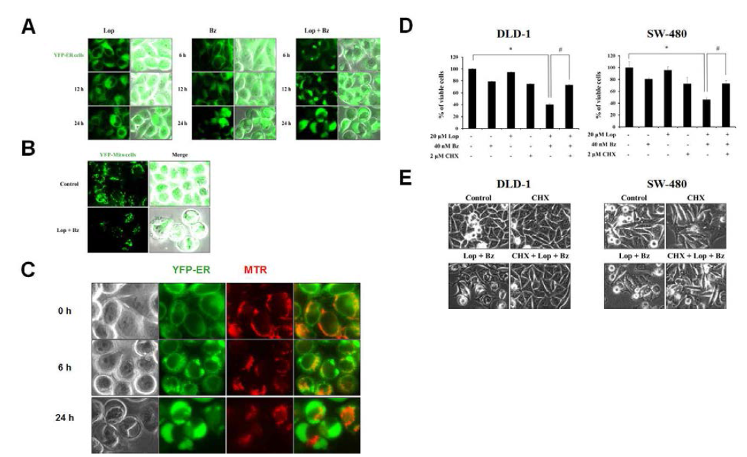 Loperamide와 bortezomib 병합 처리에 의한 paraptosis-like cell death 유도