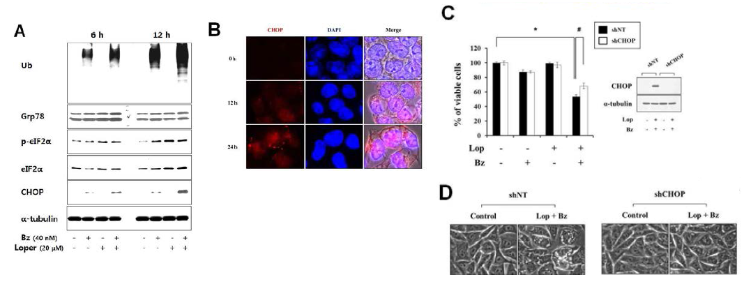 Loperamide와 bortezomib 병합 처리에 의한 ER stress 유도와 CHOP의 중요성