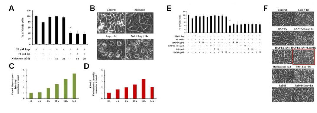 Loperamide와 bortezomib 병합 처리에 의한 paraptosis-like cell death와 Ca2+과의 관련성