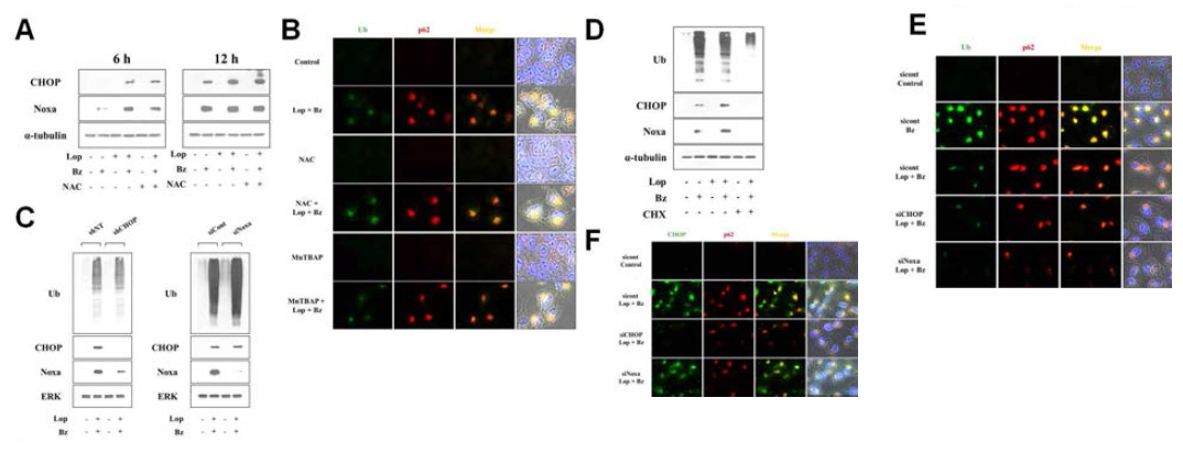 Loperamide와 bortezomib 병합 처리에 의한 paraptosis-like cell death에서 중요 signals간의 상관 관계