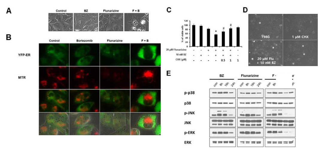 Flunarizine과 bortezomib 병합처리에 의한 paraptosis-like cell death 유도