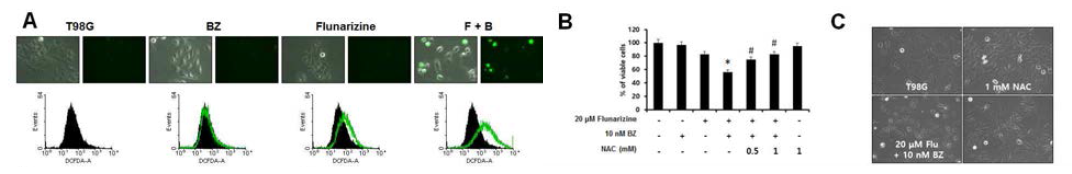 Flunarizine과 bortezomib 병합 처리에 의한 paraptosis-like cell death 유도 과정에서 ROS의 중요성