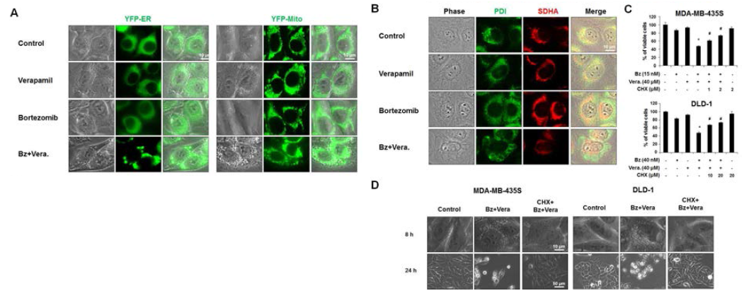 Verapamil과 bortezomib 병합 처리에 의한 paraptosis-like cell death 유도