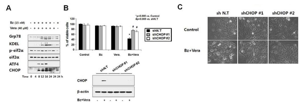 Verapamil과 bortezomib 병합 처리에 의한 paraptosis-like cell death 과정 중 ER stress 유도와 CHOP의 중요성