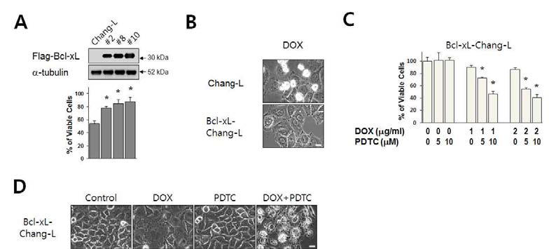 Bcl-xL 과발현 Chang-L 세포에서 PDTC에 의한 doxorubicin 내성 극복