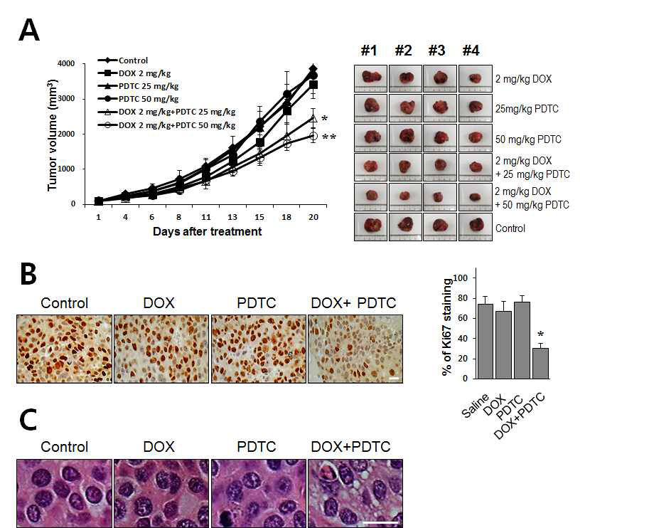 In vivo Huh-7 xenograft model에서 DOX와 PDTC 병합 처리 시 paraptosis 유도를 통한 항암 효과