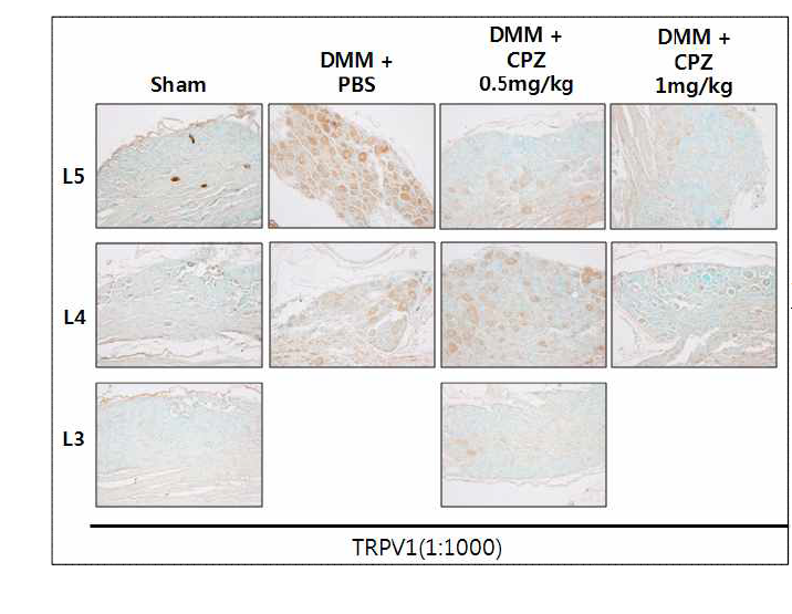 DMM 수술 후 capsazepine을 주당 5회씩 20주간 투여한 OA 마우스의 DRG에서 TRPV1의 발현 확인