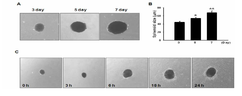 1×105 개의 중간엽 줄기세포를 이용하여 3차원 줄기세포 구상체 확립 후 배양 날짜에 따라 구상체의 크기 측정하고, 줄기세포 구상체가 줄기세포의 부착능, 이동능에 영향을 미치는지 확인하기 위해 구상체를 배양접시에 부착시켜 확인한 결과 줄기세포의 구상체는 부착능과 이동능에 영향을 주지 않았음