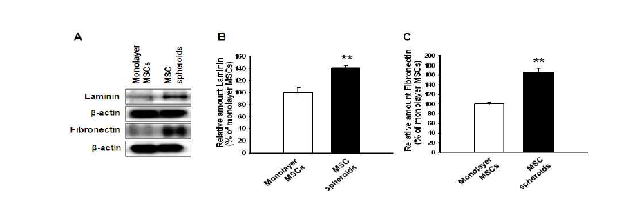 줄기세포 구상체 형성 후 줄기세포 생체적환환경 구성인자인 ECM (extracellular matrix)의 발현을 확인한 결과, Laminin, Fibronectin의 발현이 유의성 있게 증가함