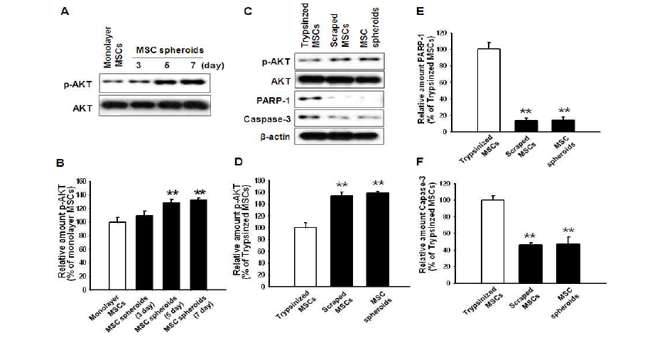 줄기세포 구상체는 세포 생존과 관련한 AKT 신호전달계의 인사화를 촉진함. 또한 apoptosis 유발 단백질 (PARP-1, caspase-3)의 발현이 줄기세포 구상체에서 유의성 있게 감소하는 것을 통해 아노이키스 (anoikis) 저항능이 뛰어남을 확인함