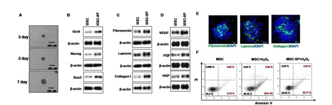 인간 지방 유래 중간엽 줄기세포는 3차원 배양 3일차부터 구상체를 형성하였으며 7일차에 단층 배양한 MSCs 보다 높은 줄기세포 표현인자 (Oct4, Nanog, Sox2)의 발현이 증가하였으며, ECM 단백질 (Fibronectin, Laminin, Collagen 1)의 발현 증가 및 성장인자 (VEGF, FGF, HGF)의 발현을 증가시켰음. 게다가 줄기세포 구상체는 단층 배양보다 높은 산화성 스트레스에 대한 높은 생존율을 나타냄