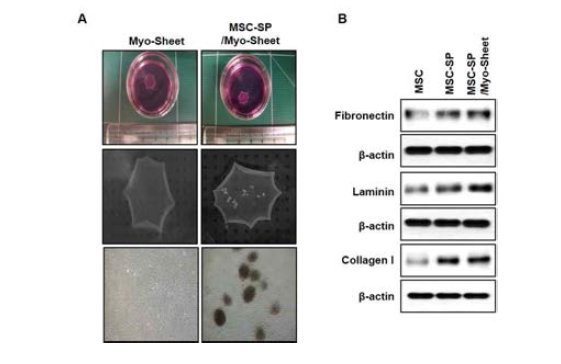 마우스 (C57BL/6)의 Myoblast를 이용하여 세포시트를 제작하고 세포시트위에 인간 지방 유래 중간엽줄기세포 구상체를 결합하여 면역회피 줄기세포 복합시트를 제작함. 특히 이렇게 제작된 복합시트는 줄기세포 구상체 보다 ECM 단백질의 발현을 더욱 증가시켰음