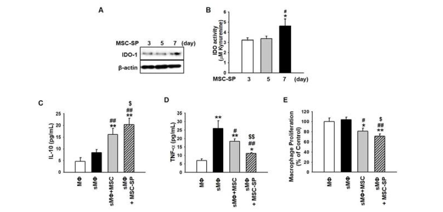 인간 지방 유래 중간엽 줄기세포를 3차원 배양했을 때 7일차에 Macrophage 와 T-cell 활성 및 증식에 관여하는 IDO 인자의 발현이 증가함. 또한 Macrophage의 면역활성화를 측정한 결과 Macrophage의 IL-10의 증가 및 TNF-alpha의 발현이 감소하는 것을 통해 면역억제를 유도하는 있음을 확인하였고, Macrophage의 증식 또한 감소하였음