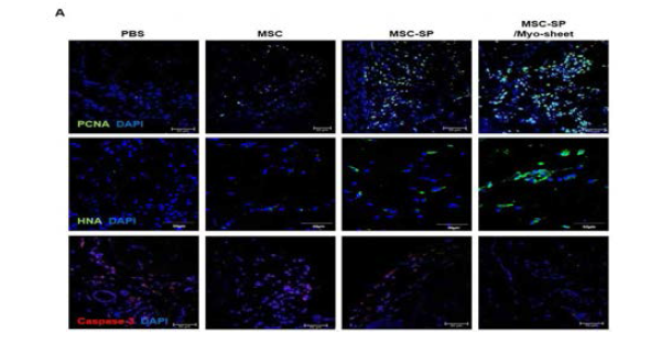 면역회피 줄기세포 시트를 마우스 (C57BL/6) 심혈관질환 동물 모델에 이식하여 이식 3일차에 질환 부위에 생착된 인간유래 줄기세포 (HNA) 및 증식하는 세포 (PCNA) 확인과 세포사멸 (Caspase3)의 분포를 면역조직 형광염색을 통해 확인한 결과 줄기세포 구상체만 이식했을 때보다 면역회피 줄기세포 복합시트를 이식했을 때 질환부위에 증식중인 세포의 수가 증가하였으며, 인간 유래 줄기세포의 생착율 또한 증가하였고, 질환부위의 세포사멸이 감소하여 이식된 줄기세포가 치료 효과를 높이고 있다는 결과임