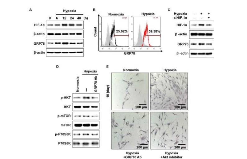 중간엽 줄기세포의 저산소 배양은 HIF-1alpha과 GRP78 단백질의 발현을 증가시켰음. 특히 GRP78은 HIF-1alpha의 발현에 따라 조절되었으며, 활성화된 GRP78은 AKT, mTOR, P70S6K의 인산화를 증가시켜 세포 증식을 증가시켰음