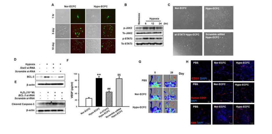 혈관내피전구세포를 저산소 배양시 세포의 증식력이 증가하는 것을 single cell assay를 통해 확인함. 또한 혈관내피전구세포를 저산소 배양시 JAK2/STAT3 신호전달계의 인산화가 촉진됨. 저산소 배양은 혈관 내피 전구세포의 STAT3를 통해 증식을 유도하였으며 이를 STAT3 siRNA를 통해 검증함. 또한 저산소 배양은 혈관내피전구세포에서 anti-apoptotic protein인 BCL-3의 발현을 증가시켰고, BCL-3 siRNA처리한 Hypo-ECFC는 H2O2에 의한 세포사멸로부터 세포를 보호하지 못하였음. 또한 저산소 배양된 혈관내피전구세포는 STAT3를 통해 VEGF의 발현을 증가시켰으며, 하지허혈질환 동물모델에 줄기세포 이식 후 모세혈관(CD31), 동맥(SMA) 형성 정도를 확인한 결과, hypoxia 처리한 그룹에서 유의성 있게 증가되고 혈류량 또한 유의성 있게 증가함