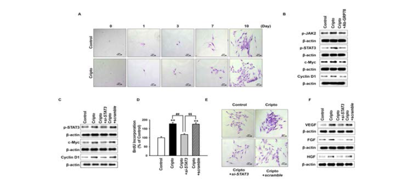 recombinant Cripto를 중간엽 줄기세포에 전처리했을 때 세포의 증식율이 증가함. 게다가 cripto의 수용체인 GRP78의 활성을 억제했을 때 줄기세포 내의 JAK2, STAT3의 인사화가 감소하고 세포 증식과 관련한 c-Myc, Cyclin D1의 발현 또한 감소하였음. 특히 Cripto는 STAT3 인산화를 통해 세포 증식을 유도하였으며, 성장인자의 발현을 증가시켰음