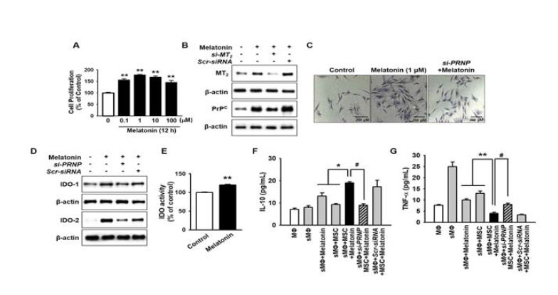 Melatonin을 중간엽 줄기세포에 전 처리했을 때 세포의 증식이 증가함. 특히 줄기세포에서 cellular prion protein (PrPC)는 세포 증식등과 관련이 있는데 Melatonin은 melatonin 수용체인 MT2를 통해 세포내 PrPC의 발현을 증가시켜 세포 증식을 증가시켰음. 게다가 Melatonin에 의해 발현이 증가된 PrPC는 IDO-1과 IDO-2의 발현과 활성화를 증가시켰으며 Macrophage의 IL-10의 발현을 증가시키고 TNF-alpha의 발현을 감소시켰음