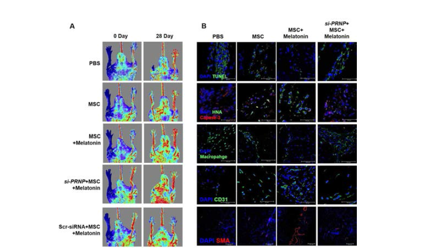 중간엽 줄기세포를 마우스 하지허혈 동물 모델에 이식하고 28일간 Melatonin을 복강주사하여 투여했을 때 멜라토닌을 투여한 그룹은 28일차에 손상된 혈관을 수복한 반면 PrPC를 넉다운 시킨 중간엽 줄기세포를 이식한 그룹은 Melatonin을 투여하여도 혈관 수복에 실패하여 Melatonin이 중간엽 줄기세포의 PrPC 발현을 증가시켜 치료효과를 증진시키는 것을 보여주는 결과임. 또한 Melatonin을 투약했을 때 질환 부위의 세포사멸이 감소하고, 이식된 줄기세포의 생존율이 증가하였으며, Macrophage의 분포를 감소시켜 면역조절 기능이 강화된 것을 보여주고 있음. 또한 모세혈관 (CD31)과 동맥 (SMA)의 분포 및 밀도가 증가하여 Melatonin이 투여된 그룹의 혈관 형성 능력이 증가되었음을 확인함
