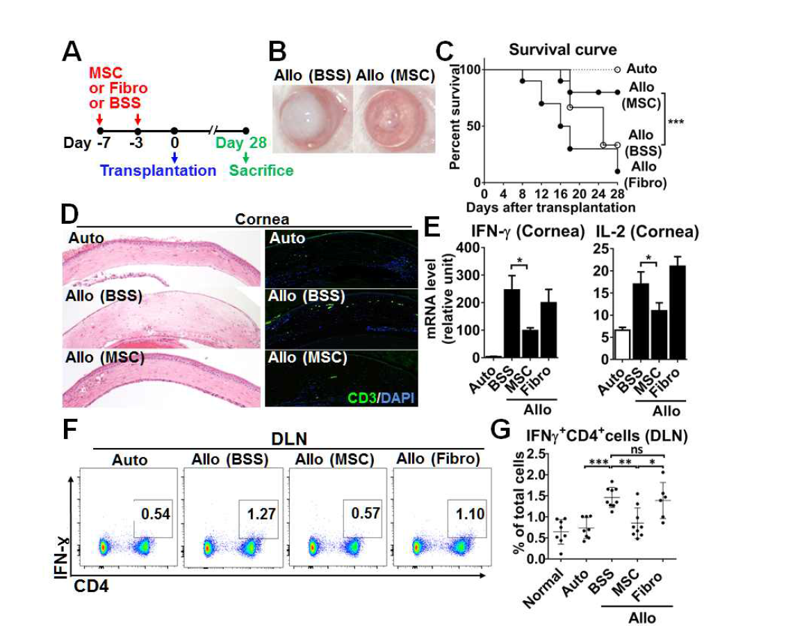 MSC pretreatment prolongs corneal allograft survival. (A) Schema of MSC pretreatment in a model of corneal allotransplantation. (B) Representative photographs of the cornea at day 28. (C) Survival curve of corneal grafts. Auto: syngeneic autografts, Allo: allogeneic grafts. (D) Hematoxylin-eosin staining and CD3 immunostaining of corneal grafts. Original magnification x 100. (E) Real-time RT-PCR assays of the cornea. Data indicate the mRNA levels as the relative ratio to the levels in normal corneas. (F, G) Representative and quantitative flow cytometry results for IFN-γ and CD4 expression in cells from DLN. Data depict the percentage of IFN-γ+CD4+ cells out of total LN cells. Dot represents an individual animal, and results are presented as mean ± SD from three independent experiments, each experiment with three mice per group. *p < 0.05, **p < 0.01, ***p < 0.001, ns: not significant