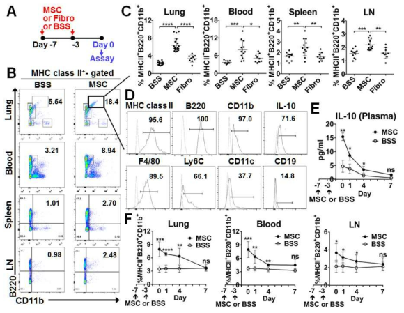 A distinct population of MHC class II+B220+CD11b+ cells is induced by MSC pretreatment. (A) Schema of assays. At days -7 and -3, MSC, Fibro, or vehicle (BSS) were injected into naive BALB/c mice. At day 0, the lung, peripheral blood, spleen, and DLN were collected for assays. (B, C) Representative and quantitative flow cytometry results for expression of CD11b and C220 after gating on MHC class II+ cells. Dot represents an individual animal. (D) Representative flow cytometry plots of phenotypic markers on MHC class II+B220+CD11b+ subset in the lung of MSC-pretreated mice. (E) Time course of plasma IL-10 levels in mice pretreated with MSC or BSS. (F) Kinetics of MHC class II+B220+CD11b+ cells in tissues. Data (mean ± SD) are representative of at least four independent experiments (each with three mice per group) in MSC and BSS groups and three independent experiments (each with three mice) in Fibro group. *p < 0.05, **p < 0.01, ***p < 0.001. ****p < 0.0001, ns: not significant