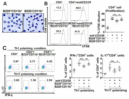 Impact of the lung B220+CD11b+ vs B220-CD11b+ cells on CD4+ cells in vitro. (A) Giemsa staining of B220+CD11b+ vs B220-CD11b+ cells isolated from the lung tissue of mice at day 0 after IV injections of MSC at days -7 and -3. (B) Flow cytometry results for CFSE dilution in CD4+ cells purified from blood of naive mice upon co-culture with B220+CD11b+ or B220-CD11b+ cells. (C) Flow cytometric analysis for expression of IFN-γ and IL-17 on CD4+ cells under TH1 or TH17 polarizing condition. Data depict the percentage of IFN-γ+CD4+ cells and IL-17+CD4+ cells out of CD4+ cells. Dot indicates a single animal, and the bar indicates the mean ± SD. *p < 0.05, **p < 0.01, ***p < 0.001