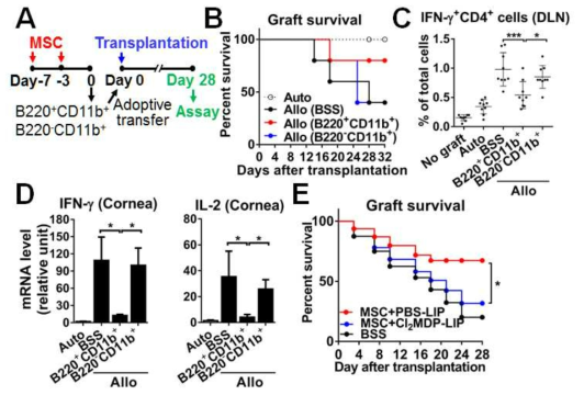 Adoptive transfer of the lung B220+CD11b+ cells induced by MSC ameliorates corneal allograft rejection and EAU. (A) Schema of B220+CD11b+ or B220-CD11b+ cell transfer in a corneal transplant model. (B) Survival curve of corneal grafts. Auto: syngeneic autografts, Allo: allogeneic grafts. (C) Quantitative flow cytometry results for IFN-γ+CD4+ cells in DLN. (D) Real-time RT-PCR assays of the cornea. (E) Effects of depletion of monocytes/macrophages on graft survival. Cl2MDP-LIP:clodronate-encapsulated liposome, PBS-LIP: PBS-encapsulated liposome