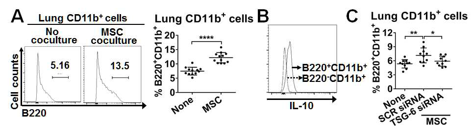 MSC with TSG-6 knockdown neither induce MHC class II+B220+CD11b+ cells. (A) Flow cytometry results for B220 expression in mouse lung CD11b+ cells that were co-cultured with MSC. (B) Representative flow cytometry plot of IL-10 intracellular staining in B220+CD11b+ cells vs B220-CD11b+ cells. (C) The percentage of B220+CD11b+ cells in mouse lung CD11b+ cells that were co-cultured with TSG-6 siRNA- or scrambled siRNA-transfected MSC (SCR siRNA MSC)