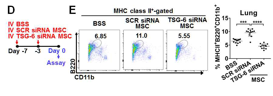 MSC with TSG-6 knockdown neither induce MHC class II+B220+CD11b+ cells. (D) Schema of experiments. (E) Flow cytometry results for MHC class II+B220+CD11b+ cells in the lung. Dot indicates a single animal, and the bar represents the mean ± SD